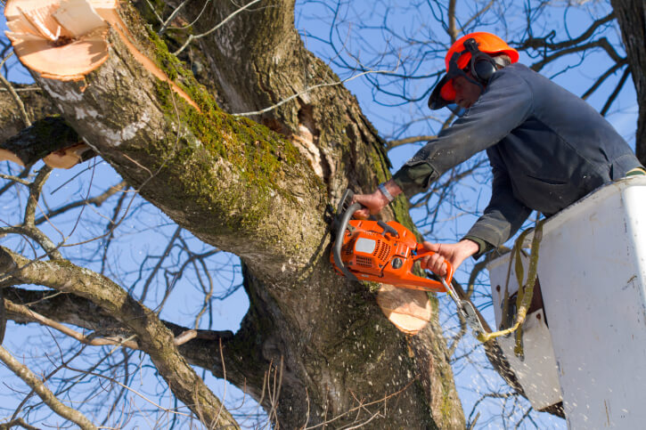 Tree service